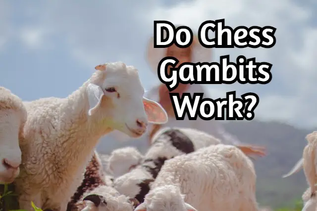 Do Chess Gambits Work? (Advantage and Disadvantages!)